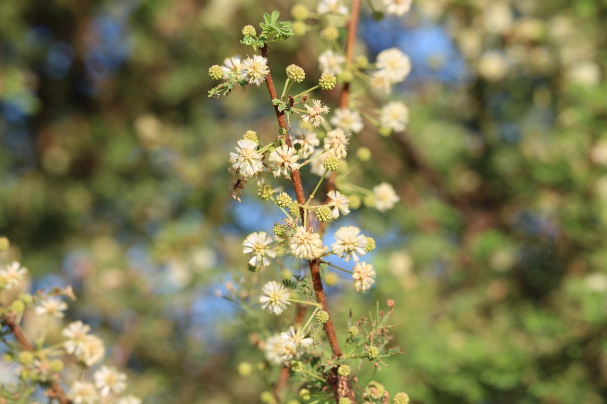 Vachellia planifrons (Wight & Arn.) Ragup., Seigler, Ebinger & Maslin